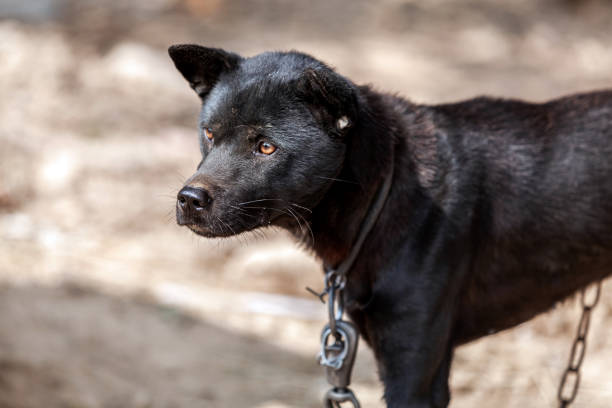 Domestic chained dog in the yard