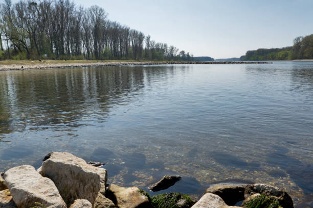 Rhine and floodplain forests in spring Rhine and floodplain forests in spring near Leopoldshafen, Germany leopoldshafen stock pictures, royalty-free photos & images