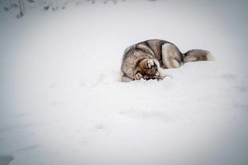 Young Husky on white snow background