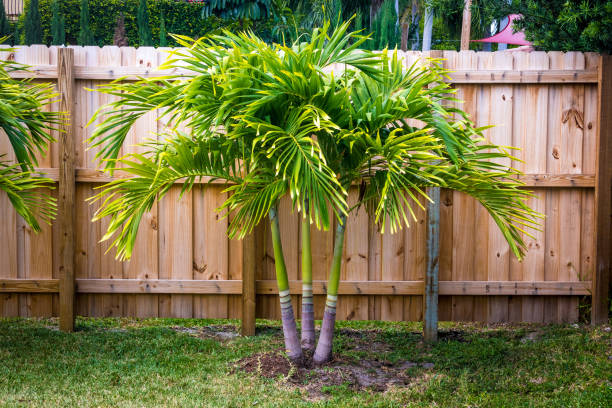 istock spindle palm tree plant in the garden in Florida 1394626321