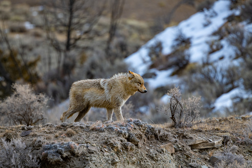 Grey Wolf of  light colors slowly across the rocky mountain side, carefully studying its surroundings and keeping up with the location of other members of the pack. This is in northern Yellowstone National Park in Wyoming and Montana in the United States of America (USA). Nearest towns are Gardiner, Mammoth, Cooke City, and Billings, Montana.