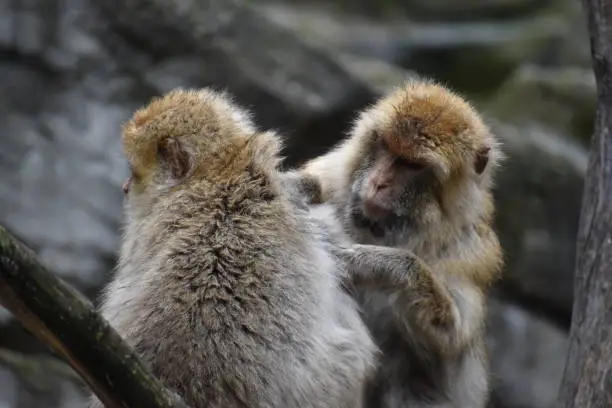 Two barbary macaques sit opposite each other and one cleans the other's fur.