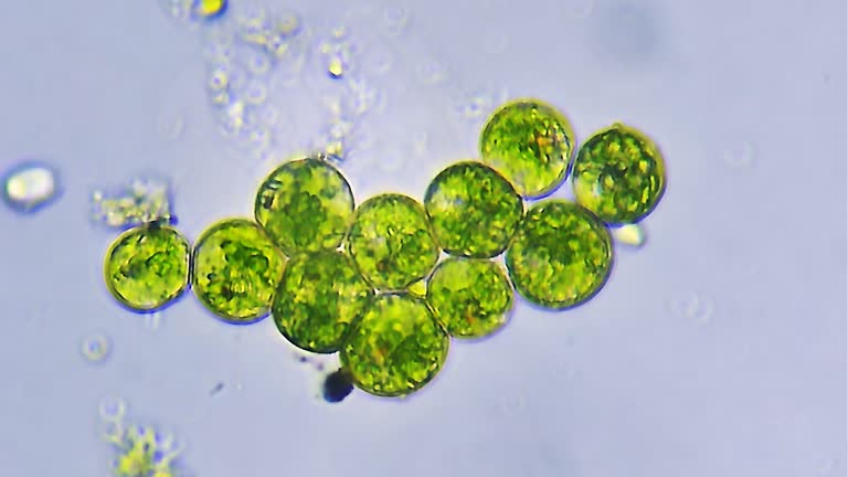 Micro organism - euglena protozoan colony