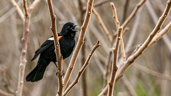 Red-winged Black Bird sings during springtime at Humber Bay Park in Toronto