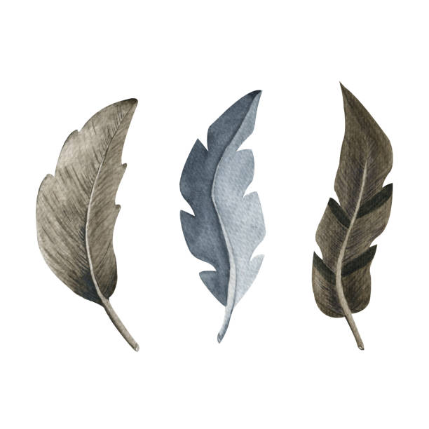 istock A set of watercolor feathers. Illustration of elements on a white background. Business. For icons, invitations, gift cards, wedding design, stickers, drawings, fabric and printing. 1394631006