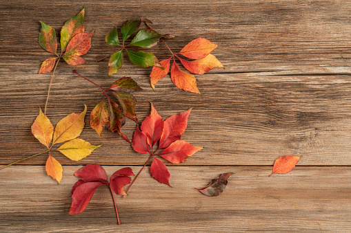 autumn, autumn or fall background with top view beautiful colorful dried leaves on a wooden table or surface with copy space