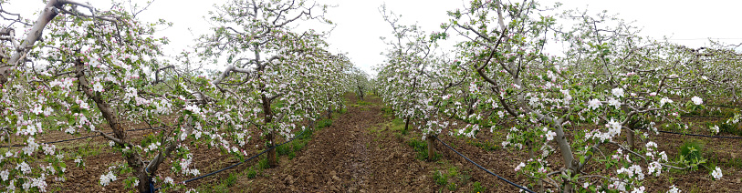 panorama of an apple orchard with blooming apple trees. Apple garden in sunny spring day. Countryside at spring season. Spring apple garden blossom background.