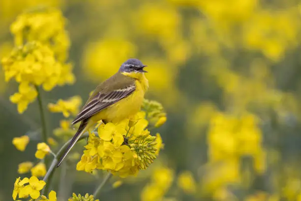 Male western yellow wagtail (Motacilla flava) singing in a flowering rapeseed field.