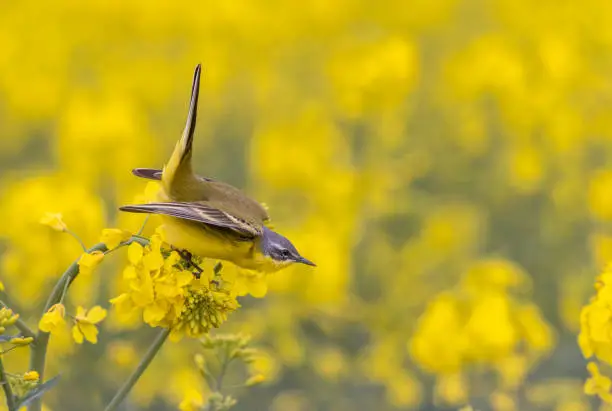 Male western yellow wagtail (Motacilla flava) perching in a flowering rapeseed field.