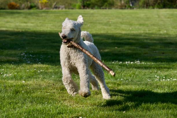 istock Beautiful royal poodle at springtime 1394632448