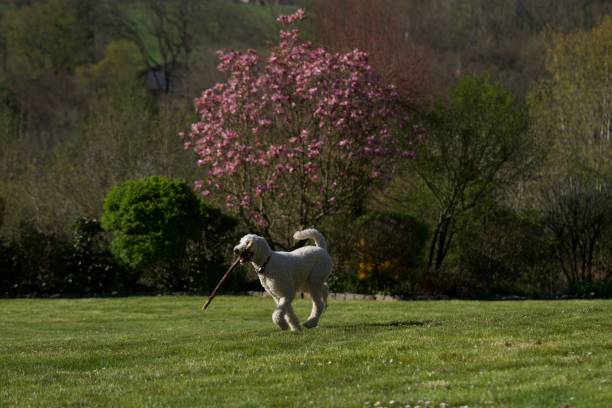 Beautiful royal poodle at springtime Beautiful royal white poodle dog running in a nice garden with a piece of wood in the mouth. It’s spring and we see in the background a pink magnolia tree in bloom. magnolia white flower large stock pictures, royalty-free photos & images