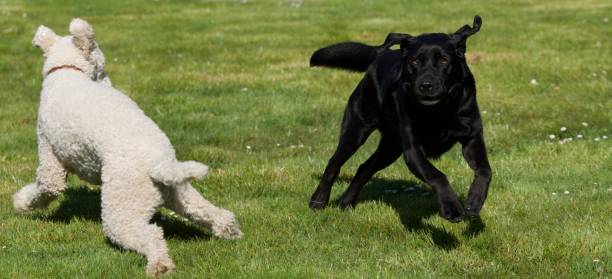 istock White dog and black dog playing together at springtime. 1394632545