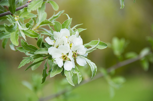 Pyrus salicifolia. Pear blossom in the botanical garden