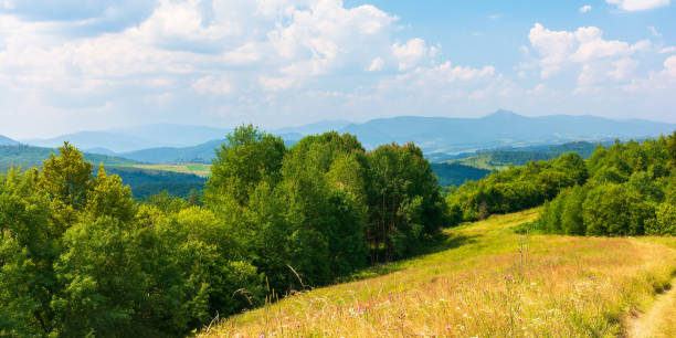 idyllic alpine landscape with green meadows and trees stock photo