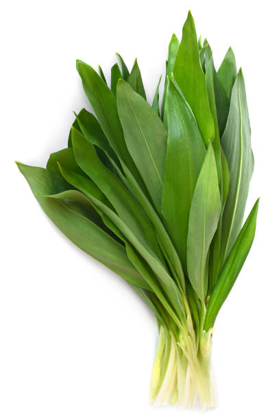 feuilles fraîches de poireau vert sauvage ou de ramson - herbal medicine nature ramson garlic photos et images de collection