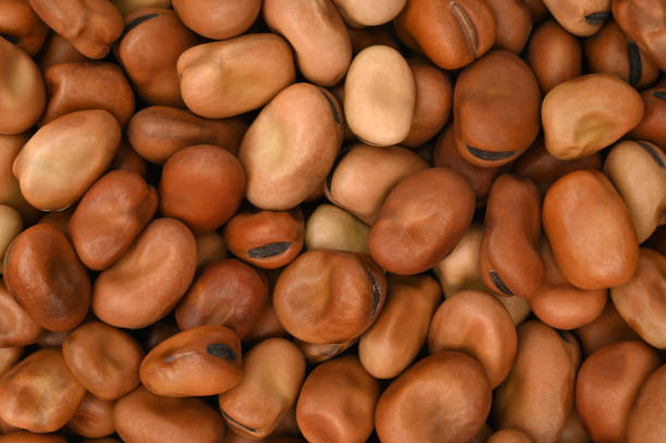 fava beans, for backgrounds or textures - fava bean bean seed imagens e fotografias de stock