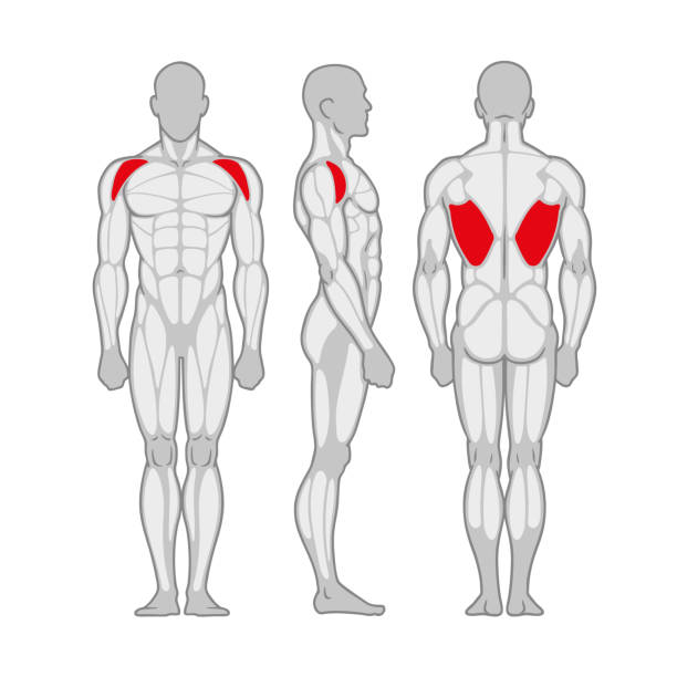 Bodybuilding male muscle anatomy. Strong muscular man silhouette front, side and back view. Vector illustration. Bodybuilding male muscle anatomy. Strong muscular man silhouette front, side and back view. Infografic scheme poster. Vector illustration. silhouette of arm muscle diagram stock illustrations