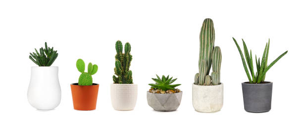 istock Various indoor cacti and succulent house plants in pots isolated on white 1394636396
