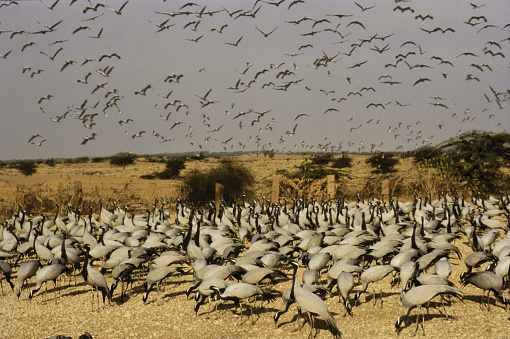 Huge flock of Demoiselle Cranes Feeding in a Particular Fenced area in Rajasthan,  during their migration period in Winters in India. Some are feeding and more are coming flying to feed.