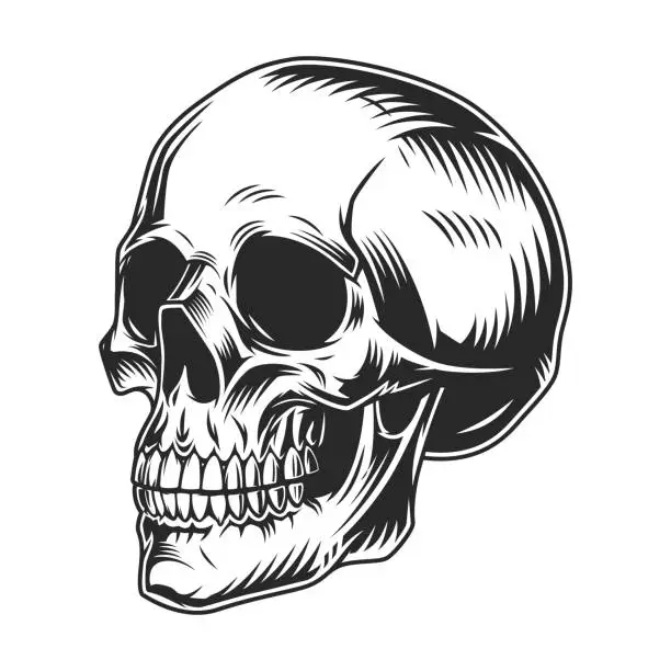 Vector illustration of Vintage human skull monochrome concept