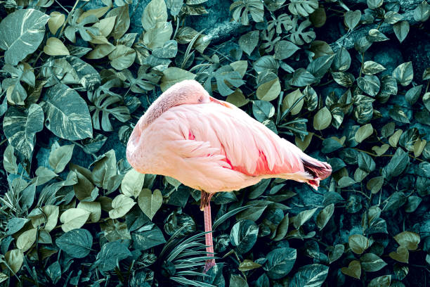 Flamingo phoenicopterus and abstract dark green leaf texture, nature background. Leaves leaf texture green organic background layout close up.