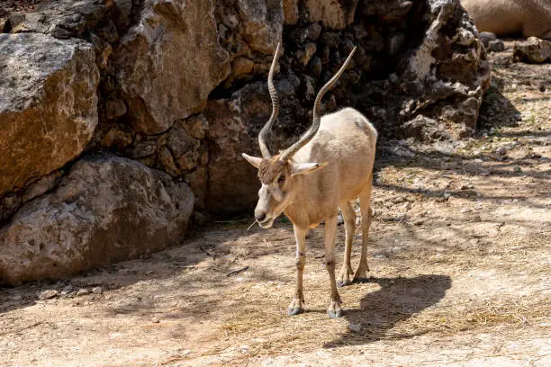 Photo of The white antelope, Addax nasomaculatus, also known as the screwhorn antelope in Yotvata Hai Bar Nature Reserve, Israel.