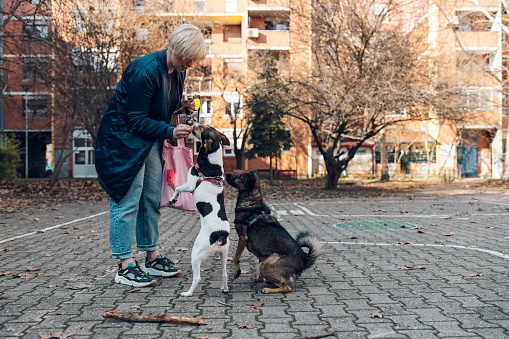 Beautiful blonde young woman taking her cute mixed breed dogs pets for a walk in the city. Dog lover. Pets on a leash.