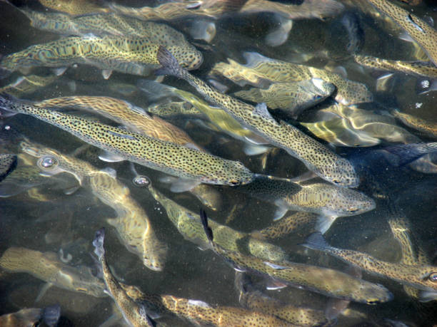 istock A trout flock in a pond 1394640693