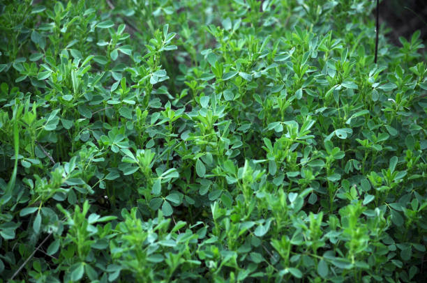 istock In the field young alfalfa grows 1394640826