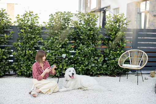 Young woman sitting relaxed with her huge white adorable dog on green hedge background, spending time together at backyard. Friendship with pets and happy leisure time outdoors concept