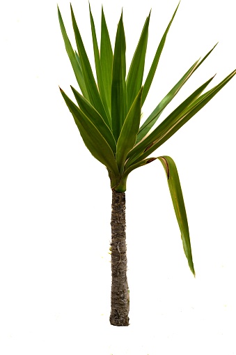 Yucca gloriosa is a species of shrub belonging to the Agavaceae family, popularly known as Spanish Dagger. Isolated on white background