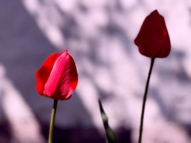 istock Red tulip flowers against stone wall. 1394641602