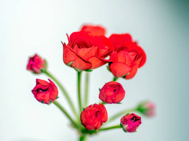 double red geranium flowers on a blurry background, macro, narrow focus area
