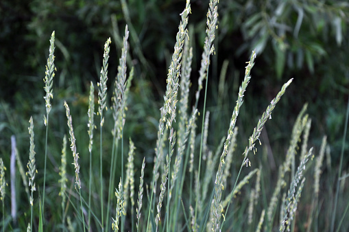 In the nature blooming ryegrass (Lolium perenne). This plant is a valuable food for animals.