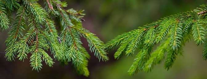 closeup small fir tree in forest, natural outdoor background
