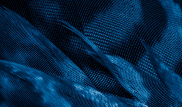 istock blue hawk feathers with visible detail. background or texture 1394642651