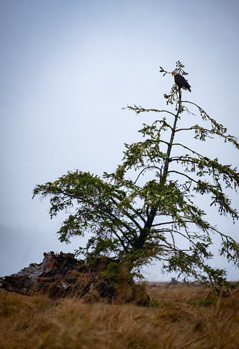 A single bald eagle sits atop a lone pine tree scanning a remote field for a meal on a wet and foggy day. A hillside covered in thick forest can be seen through the fog on the far end of the field.