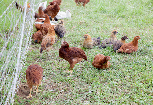 Different varieties of brown, black, and white chickens standing and sitting in a grassy field near a silver wire fence.