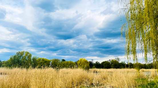 Een symmetrisch groeiende wilg (Salix) in the Biesbosch