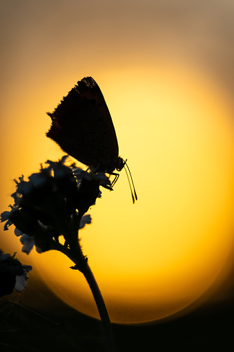 Close-up of a butterfly sitting on a flower and the sunset in the background.
