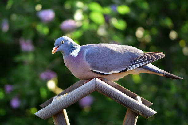 istock Pigeon dove eating seeds on bird feeder close up 1394644910
