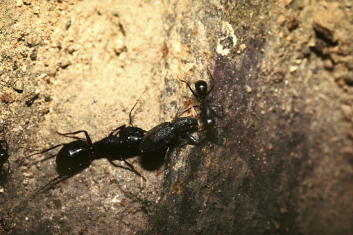 A Beetle is attacked by two large black ants from the front and back.