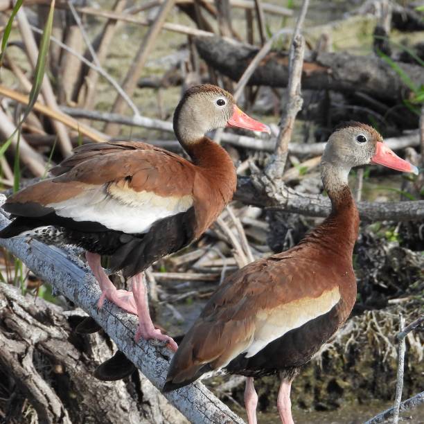istock Black-bellied Whistling-Ducks (Dendrocygna autumnalis) 1394645278