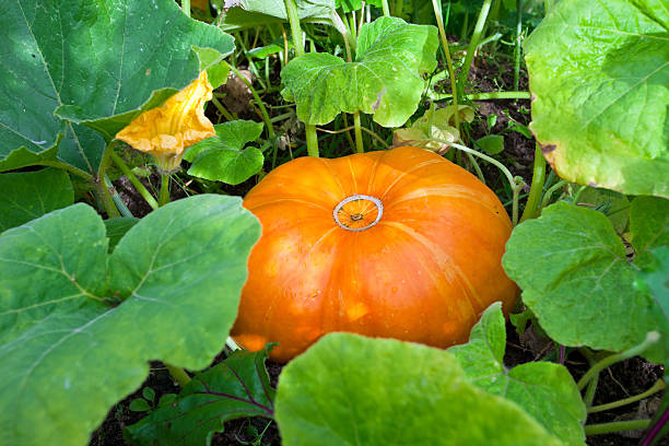 istock Growing pumpkins in a field 139464669
