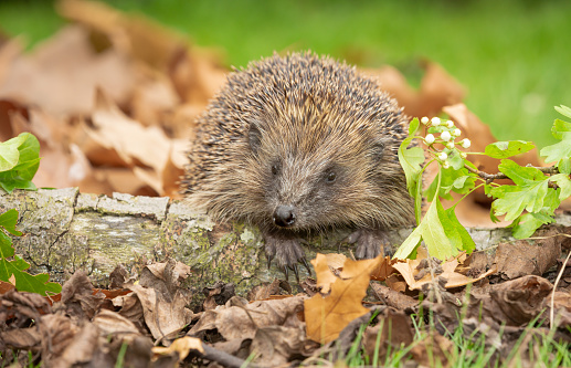 Hedgehog, Scientific name: Erinaceus Europaeus.  Close up of a wild, native, European hedgehog foraging on a fallen log in Springtime and facing forward in golden leaves..   Space for copy.