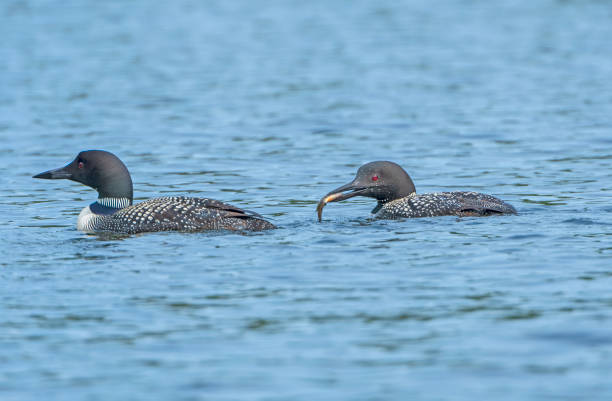 Loons Feeding on a Calm Lake in Summer Loons Feeding on a Calm Lake in Summer on Plough Lake in Quetico Provincial Park in Ontario boundary waters canoe area stock pictures, royalty-free photos & images