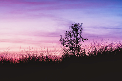 The silhouette of some grass and a tree with a colorful pink sunset in the background