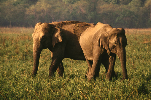 African Elephant bull drinking on the Zambezi river at sunset