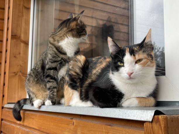 istock Beautiful tricolor and gray cats 1394650382