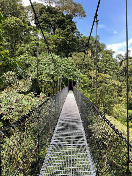 istock Hanging bridge in a Costa rican rainforest. 1394651281